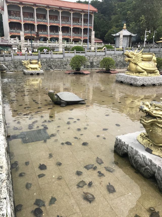 深圳-凤凰山|凤凰山|龙王古庙|山顶|深圳