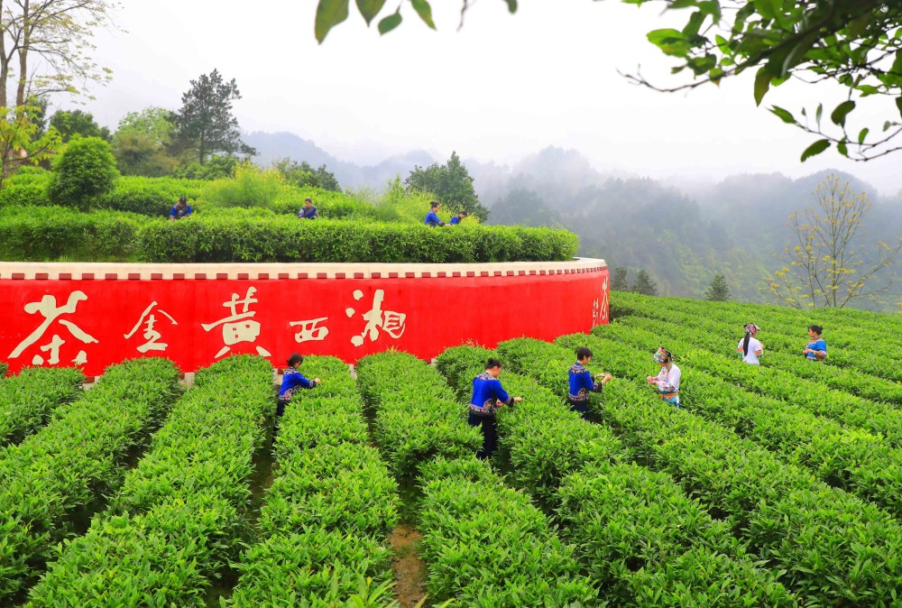 【组图】湖南吉首:茶旅融合美了乡村富了民