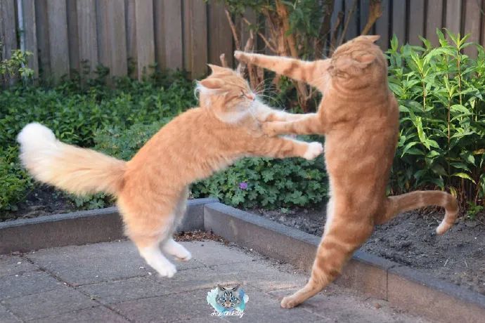 两只橘猫打架,都不知道那边橘势好一点