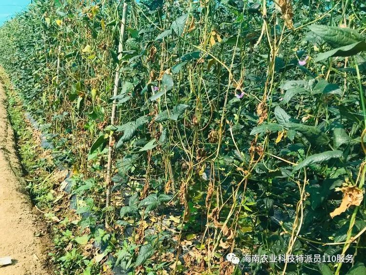 种植宝典豇豆枯萎病防治技术来了请收藏