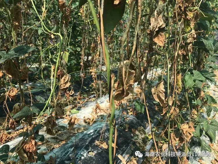 种植宝典豇豆枯萎病防治技术来了请收藏