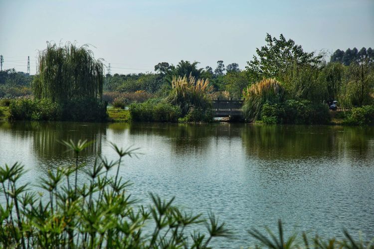 成都龙泉天鹅湖湿地公园