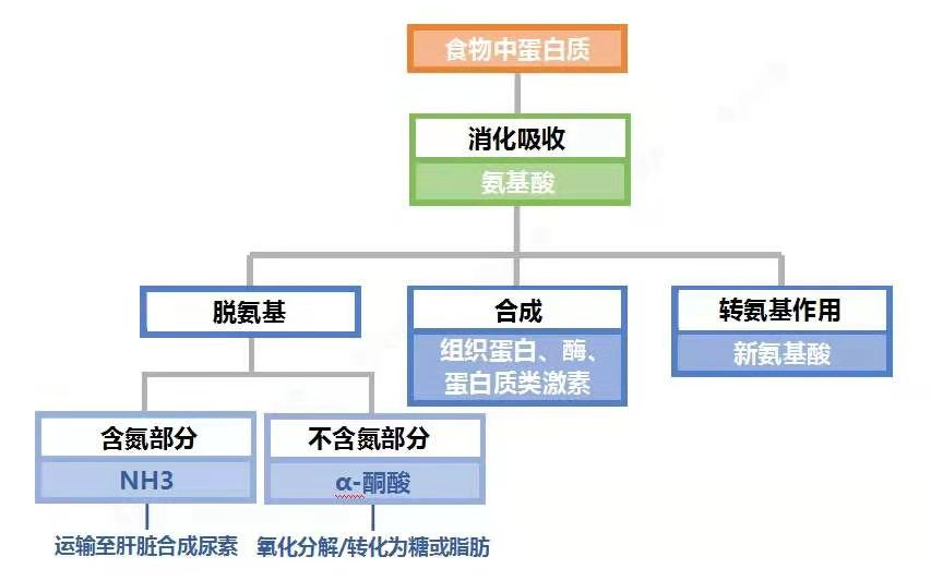 我们先来了解两个概念,蛋白质和必须氨基酸.