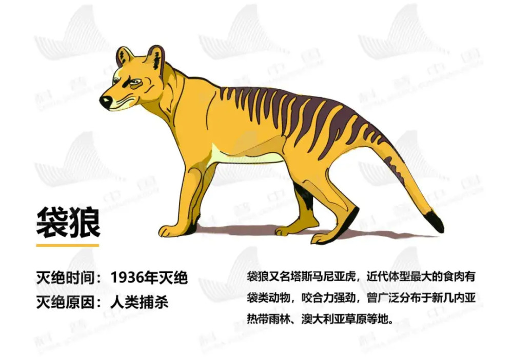 被人类灭绝的10种动物,以人为食物的古猫,还有被吃完的海牛