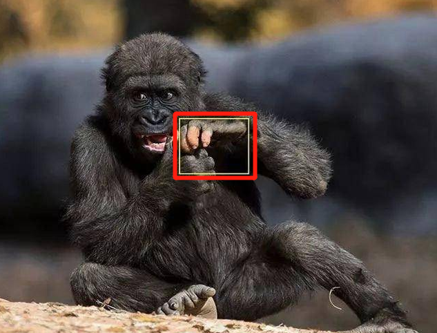 美国发现一基因变异猩猩,进化出了与人类相似的手指,它会持续进化?