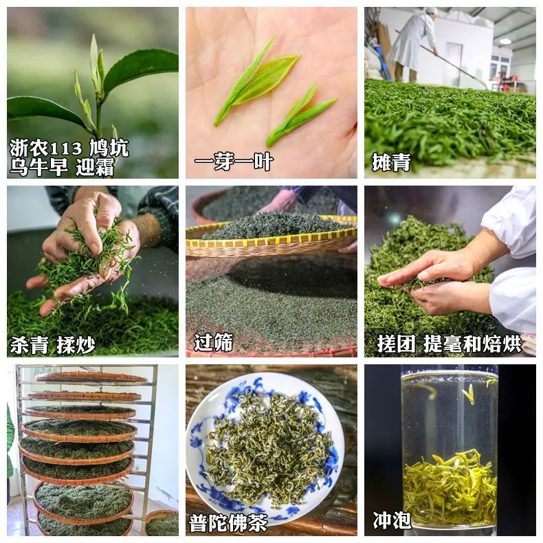 普陀佛茶,舟山人的味蕾坐标,认准地理标志农产品