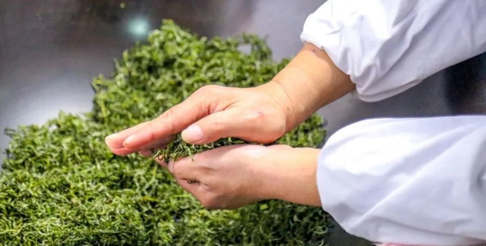 普陀佛茶,舟山人的味蕾坐标,认准地理标志农产品
