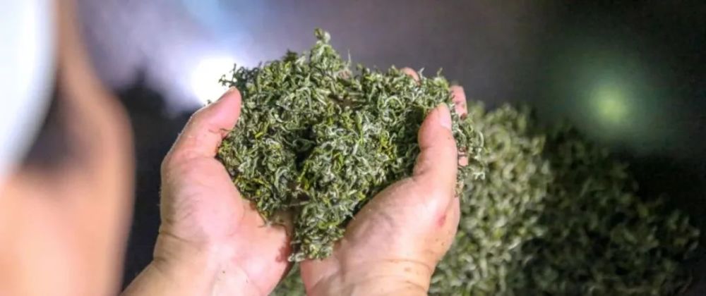 普陀佛茶,舟山人的味蕾坐标,认准地理标志农产品