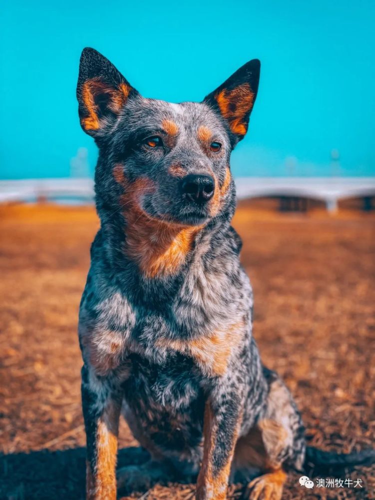 仙山澳大利亚牧牛犬,母犬:青橙洛阳