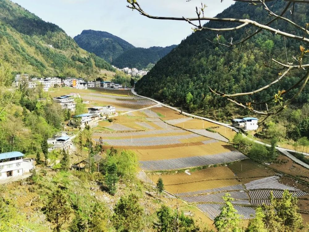 官阳镇抢抓农时,掀起烤烟覆膜"热潮"