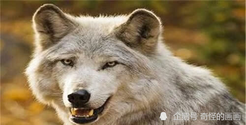 古人总说"狼狈为奸",狼都认识,那么狈又是啥动物?却鲜