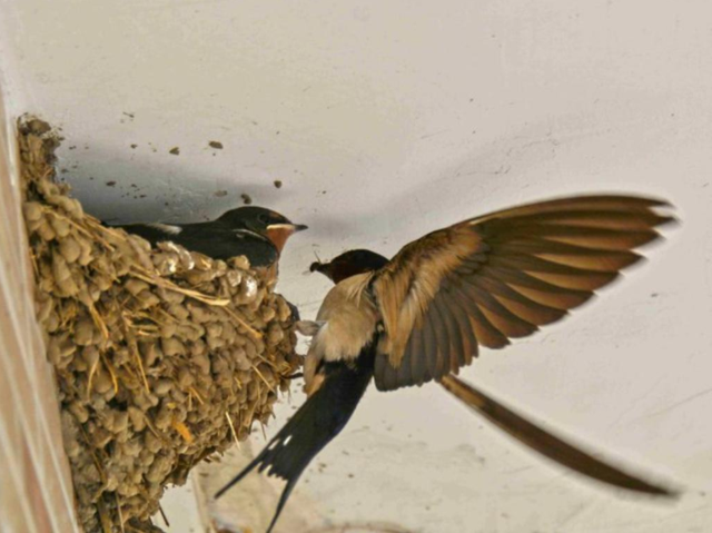 为什么燕子喜欢在屋檐下筑巢燕子来家里搭窝有什么寓意