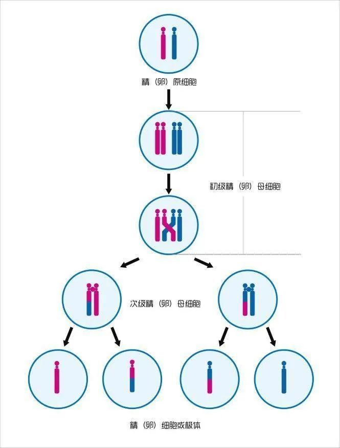 然后随机和对方的染色体结合在一起,形成新的染色体配对