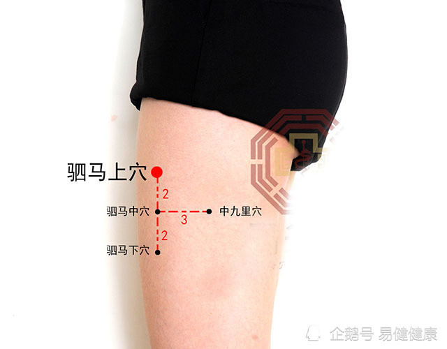 中医健康养生之人体腿部穴位驷马穴