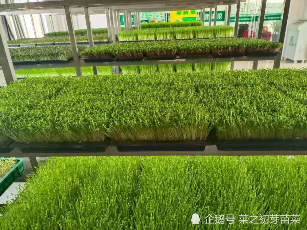 蕹菜芽苗菜的培育管理要点!