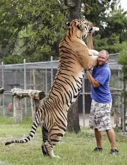 老虎巨大身躯
