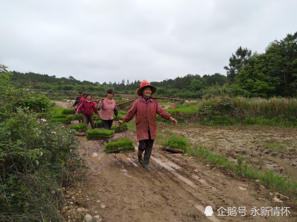 江西永新:农机轰鸣春耕忙