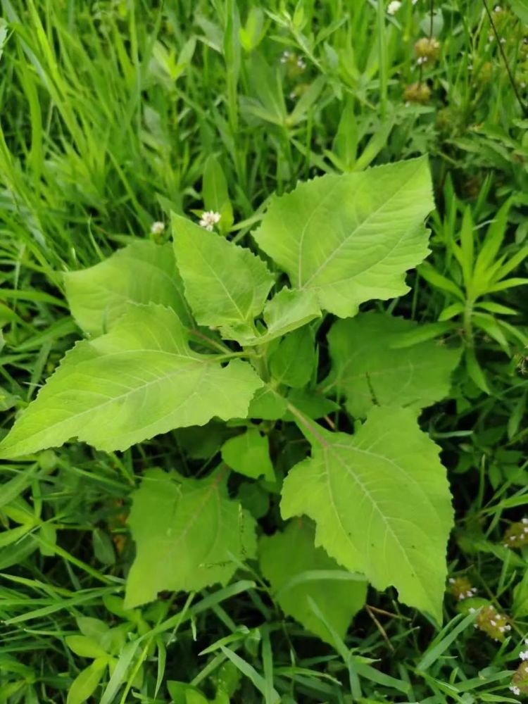 这草药,可治头剧痛,腰膝酸,狂犬咬伤