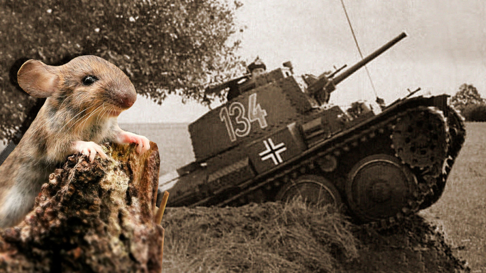 二战秘闻:小老鼠立大功 助力苏联红军赢得斯大林格勒战役胜利