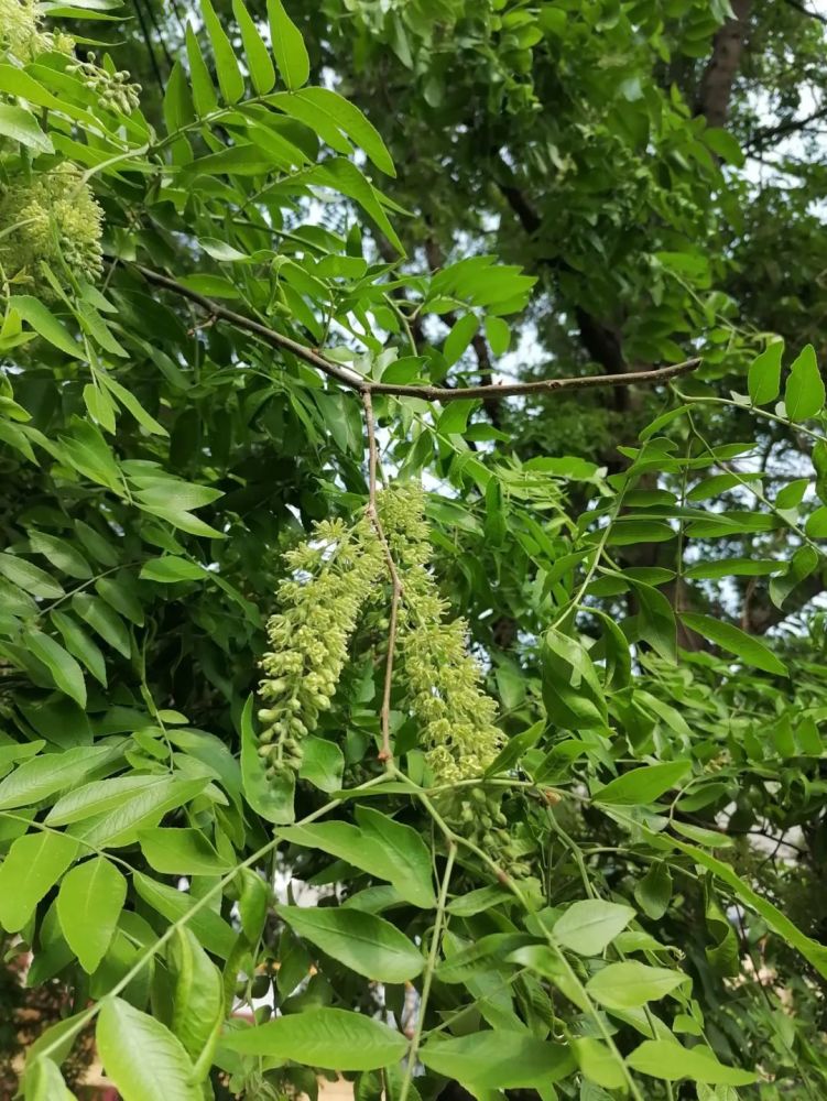 皂角树
