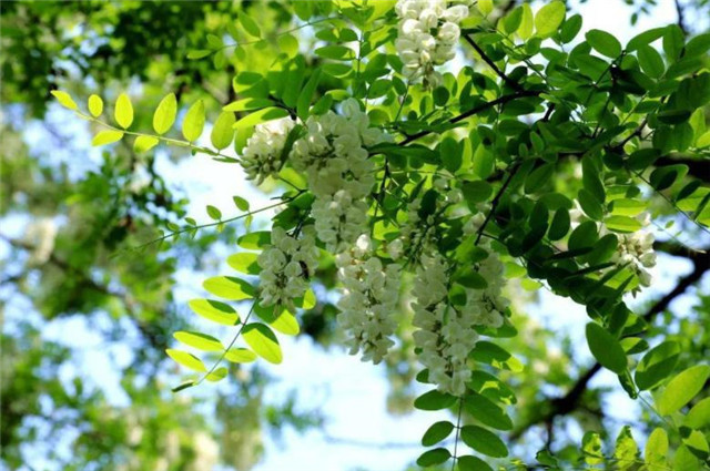 晚春轻夏槐树诗词七首,青槐夹道长安,绿槐阴里相思,南柯梦里槐安国