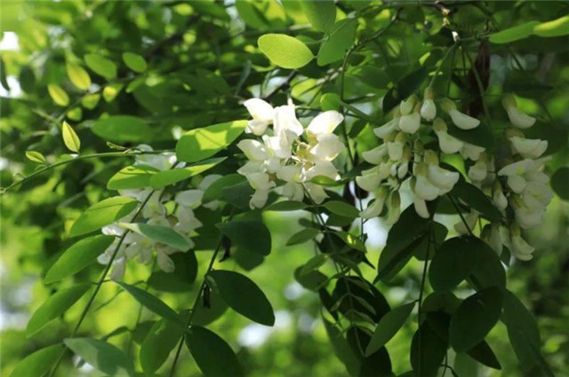 晚春轻夏槐树诗词七首,青槐夹道长安,绿槐阴里相思,南柯梦里槐安国