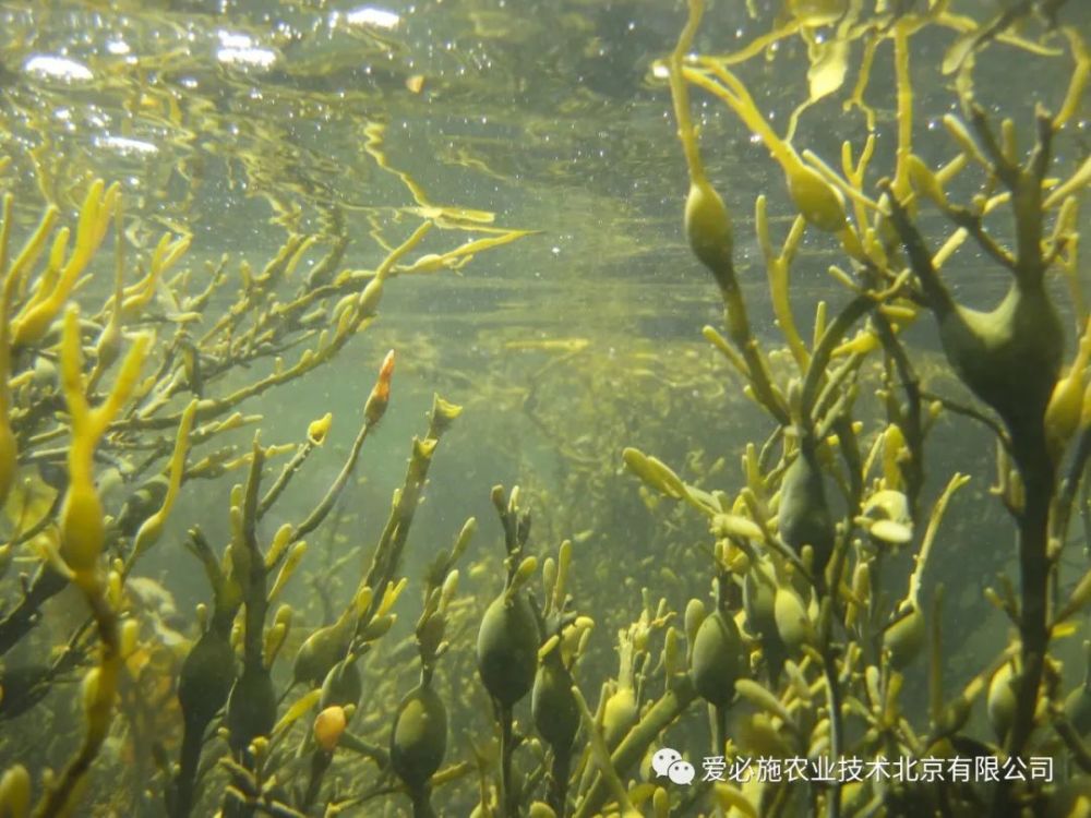 重磅消息海藻提取物在农业种植中应用前景广阔