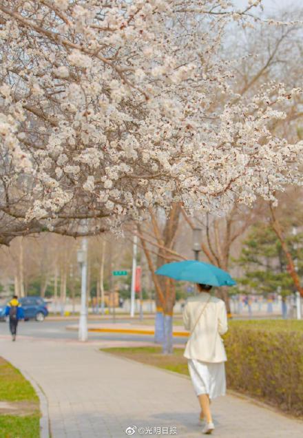 哈尔滨工程大学杏花缤纷|杏花|拍照|直播|长廊|哈尔滨工程大学