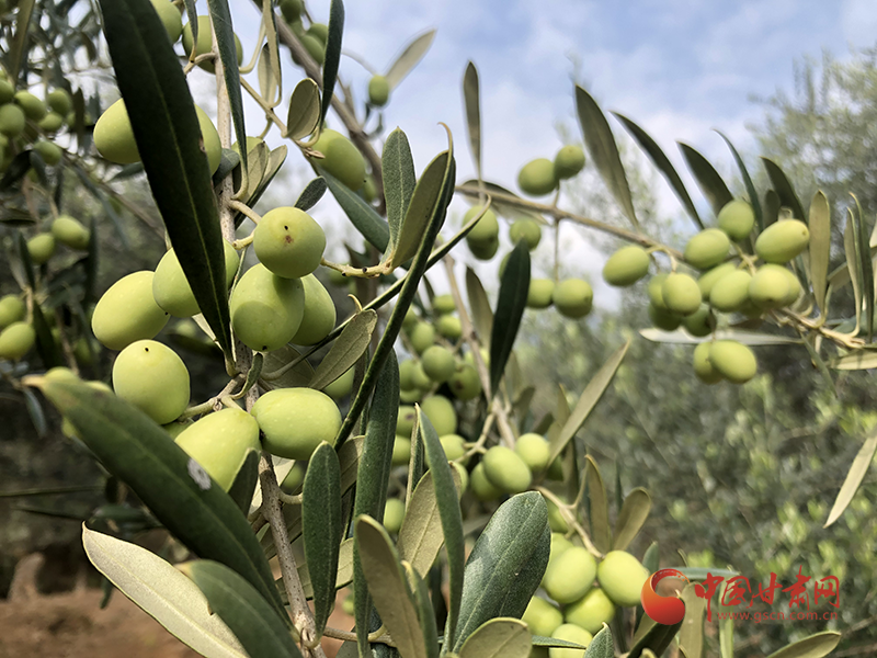 【厚道甘肃 地道甘味】