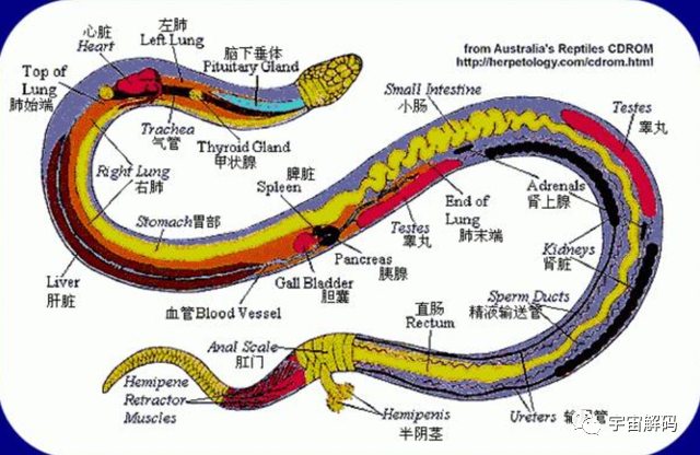 蛇最怕什么声音,中国哪里蛇最多?