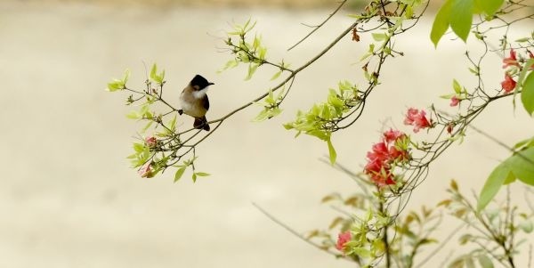 图集|鸟鸣山更幽