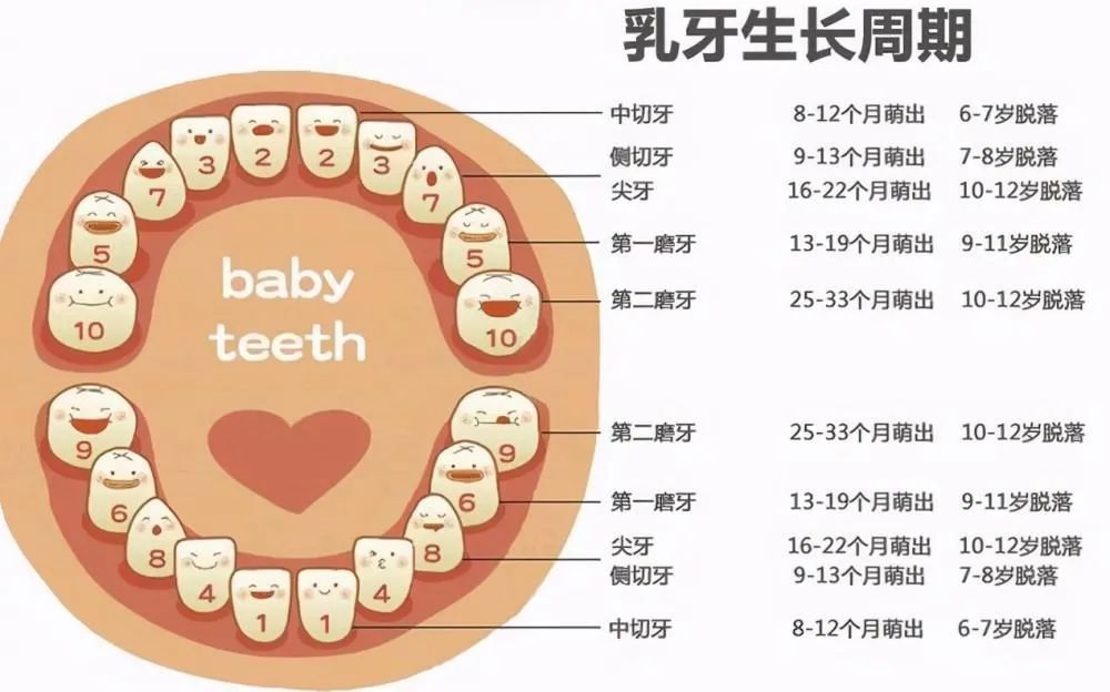 helen齿科中心——关于儿童换牙那些事