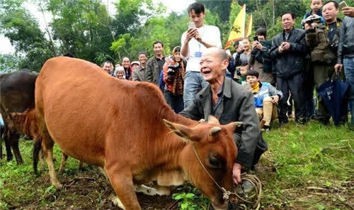 这些条件反射会压迫到牛的泪腺,从而出现流泪的情况