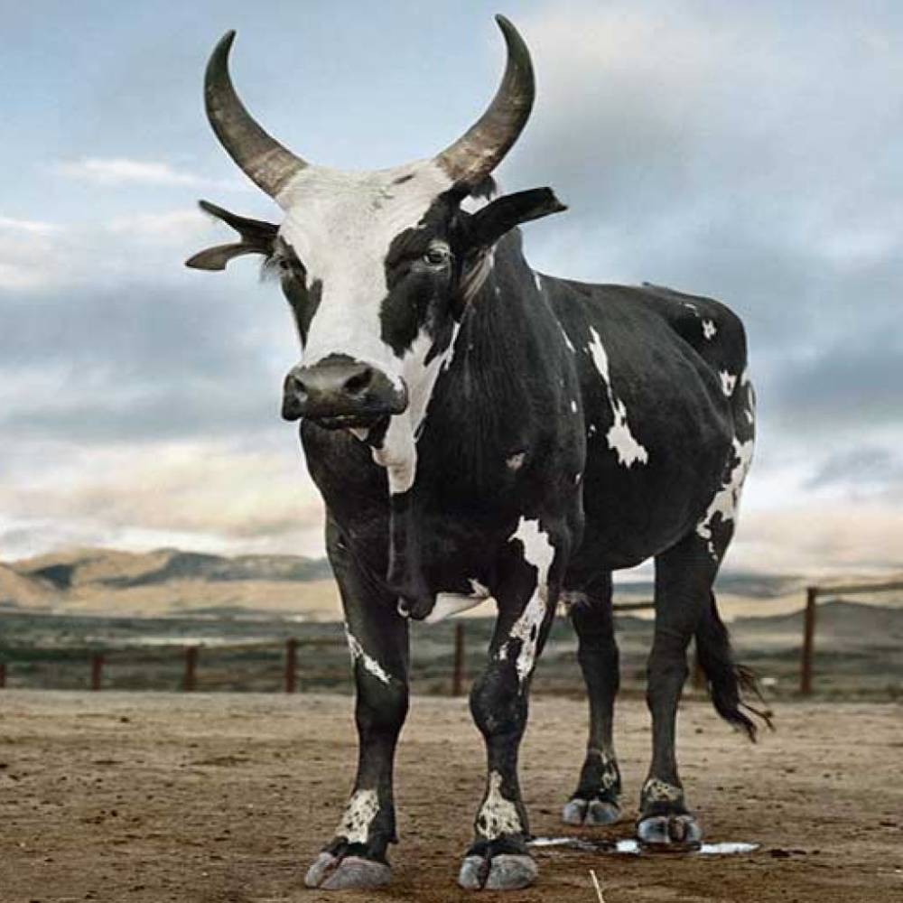 牛的背上居然有驼峰,小型泽布牛是世界上最小的宠物牛