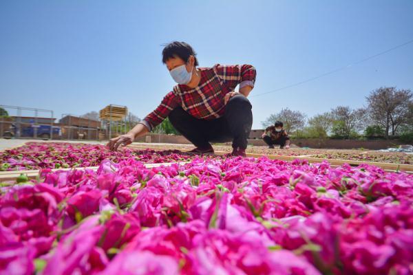 4月27日,在河北省邯郸市邯山区代召乡玫瑰种植基地,农民在晾晒刚采摘