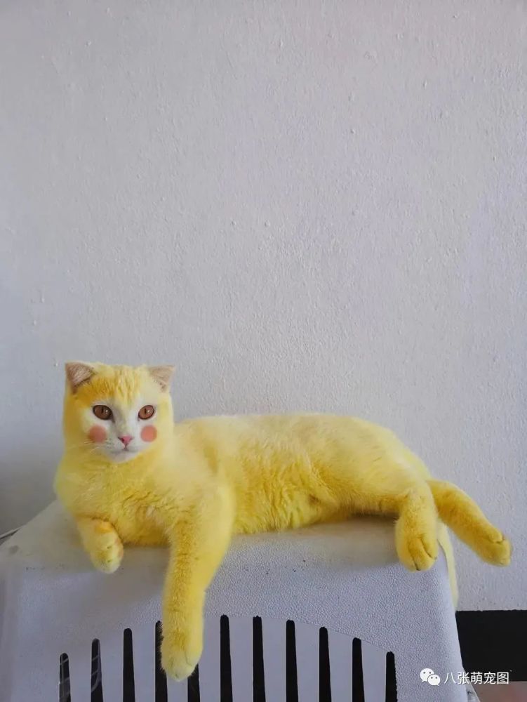 这只被主人染色的猫火了,我刚想骂人,看完结果啪啪打脸