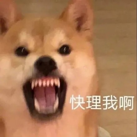 狗子表情包|你才是真的狗?