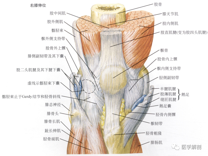 填图题|膝关节的解剖