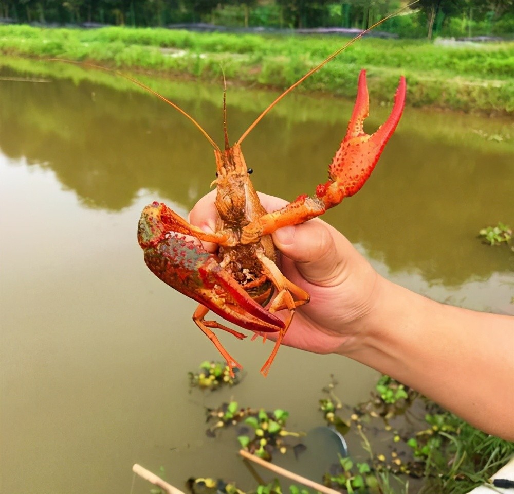臭水沟里小龙虾泛滥?广东钓友钓鱼路过水沟,发现成群小龙虾