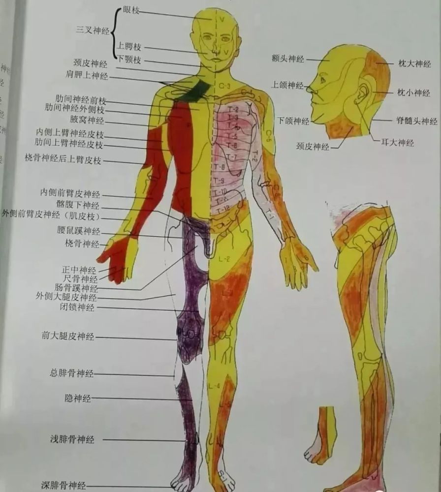 全身神经支配与分布,神经丛详解,神经松动术详解