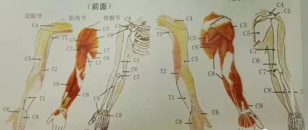 臂丛神经是由c5-t1神经根的前支组成,臂丛神经是作为组织集散每条