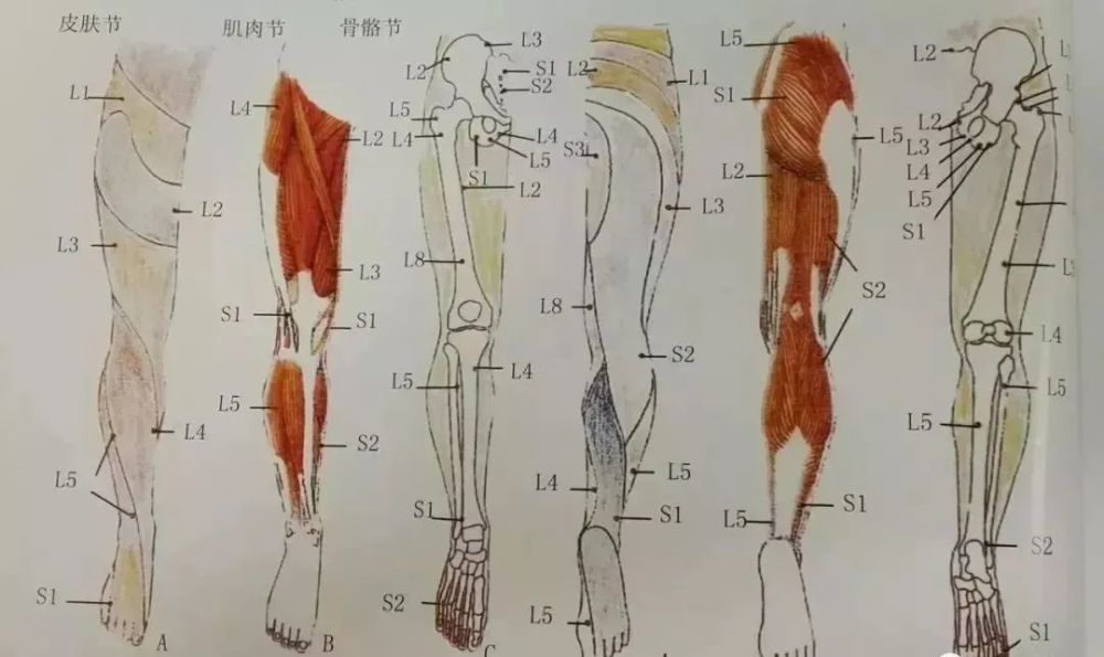 颈项部的主要肌肉及神经支配