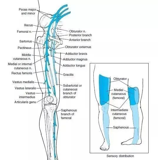 坐骨胫神经的感觉运动支配区