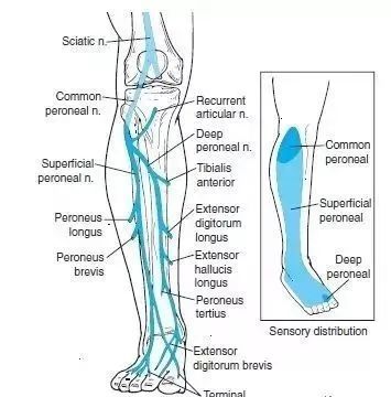全身神经支配与分布,神经丛详解,神经松动术详解