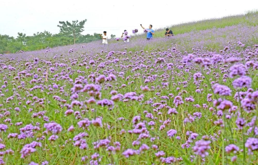 岳池银城花海