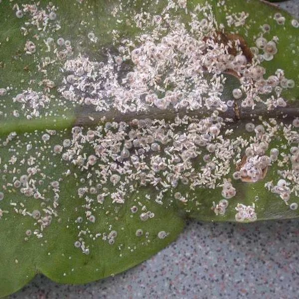天气变热后多肉植物特容易感染蚧壳虫注意提前防治