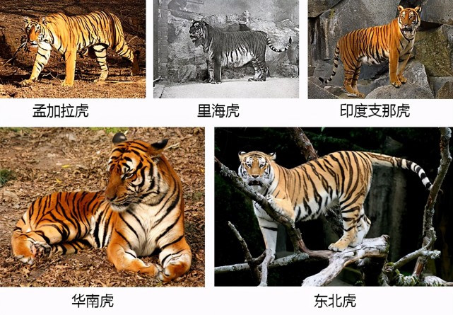 拥有最多的老虎亚种,分别是: 华南虎,东北虎,孟加拉虎,印支虎和新疆虎
