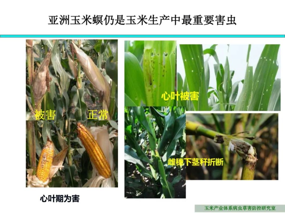 亚洲玉米螟是玉米生产中最重要害虫,如何识别与防治?