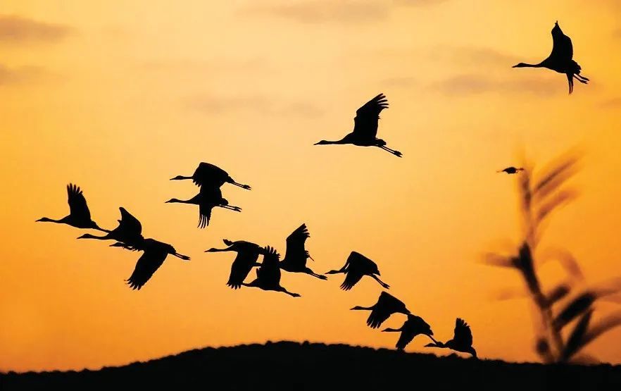 什么鸟散的成语_成语故事简笔画(3)