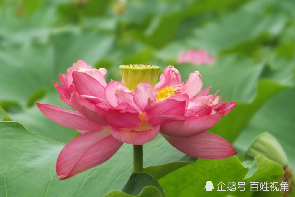 细品荷花之美接天莲叶无穷碧映日荷花别样红